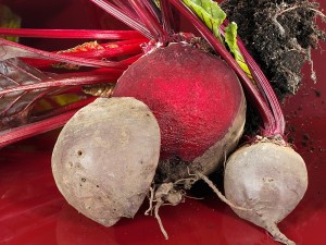 A cékla jótékony hatásai